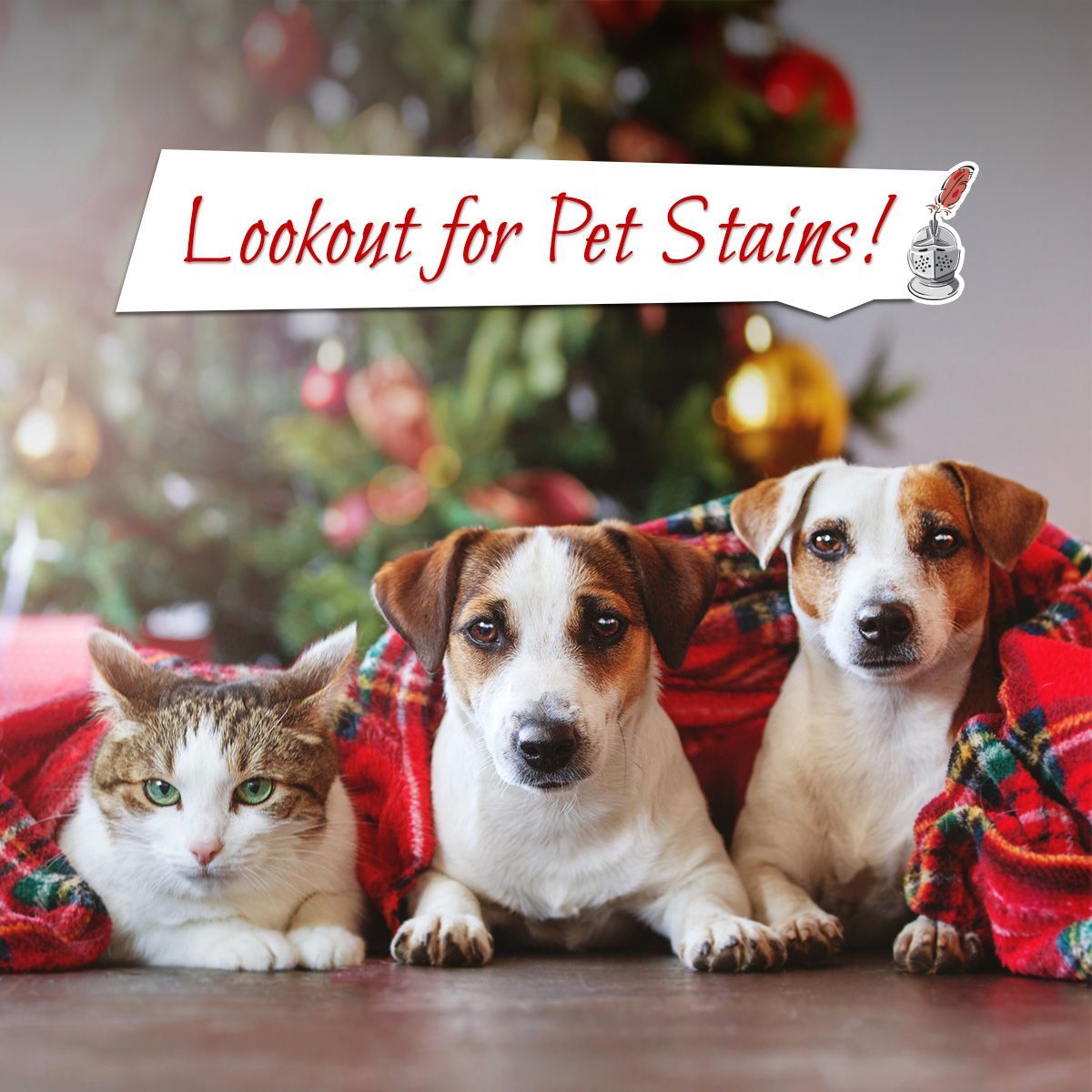 Lookout for Pet Stains!