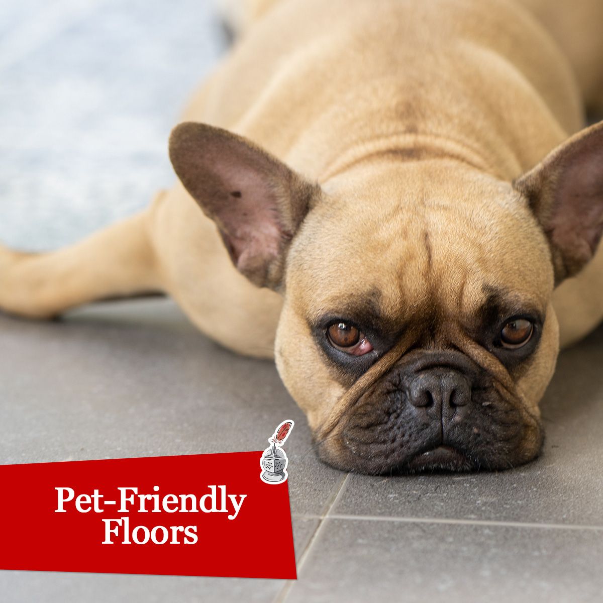 Pet-Friendly Floors