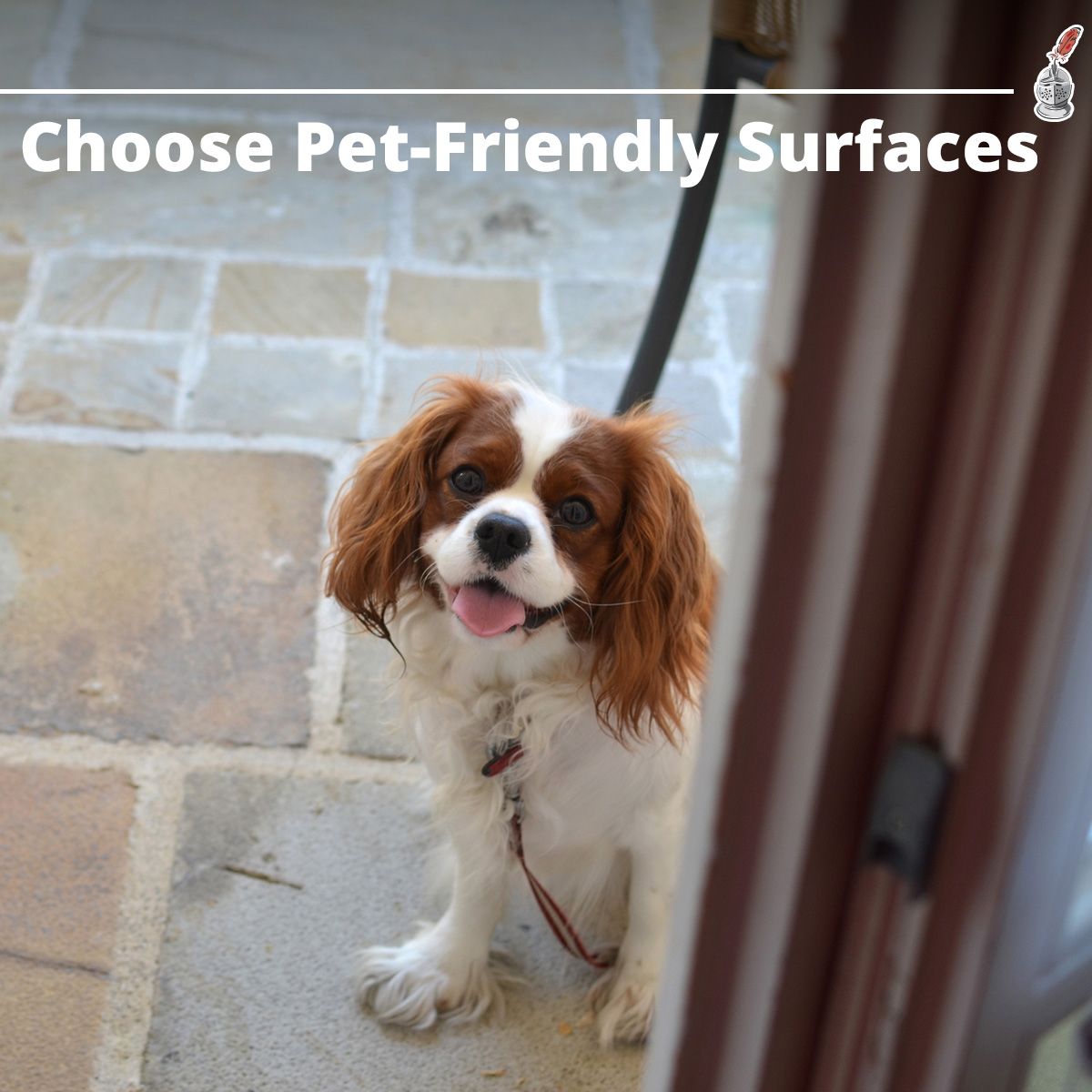 Choose Pet-Friendly Surfaces